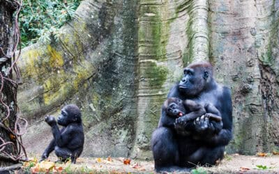 Good News: Schon wieder Gorilla-Zwillinge im Virunga-Nationalpark