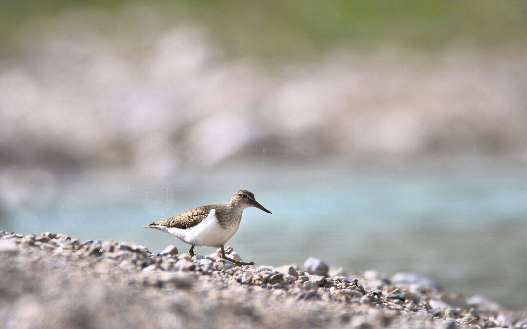 Hunde-Spaziergang am Inn: Wie man Vogel-Nachwuchs schützen kann
