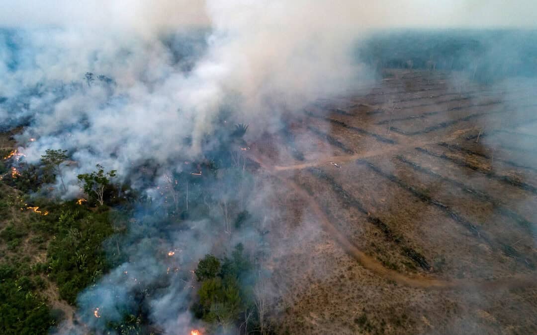 Neuer Bericht: Waldzerstörung trotz Rückgang auf alarmierendem Niveau