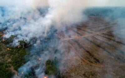Neuer Bericht: Waldzerstörung trotz Rückgang auf alarmierendem Niveau