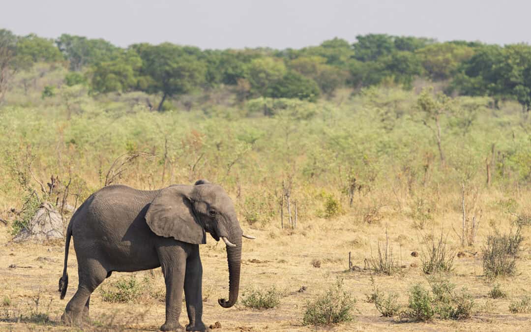 Unterrichtsmaterialien: Gefährliche Wilderei