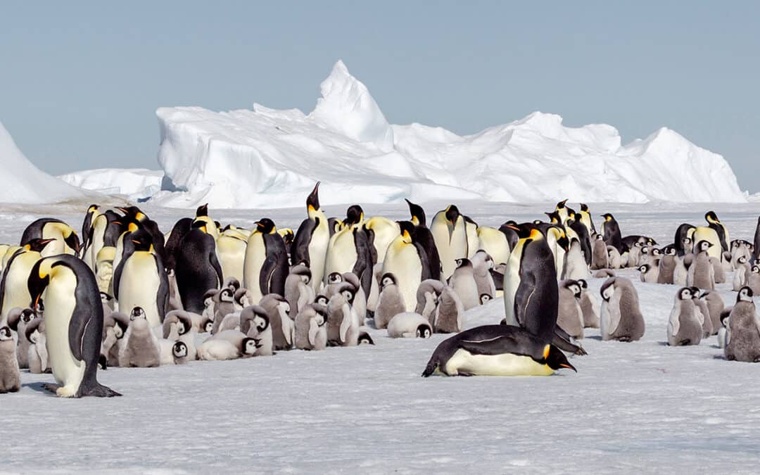 Unterrichtsmaterialien: Winterliche Artenvielfalt