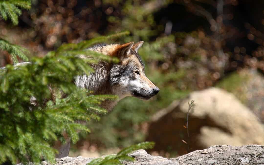 Unterrichtsmaterialien: Die Wölfe kehren zurück
