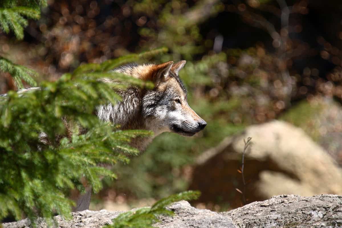 Wolf