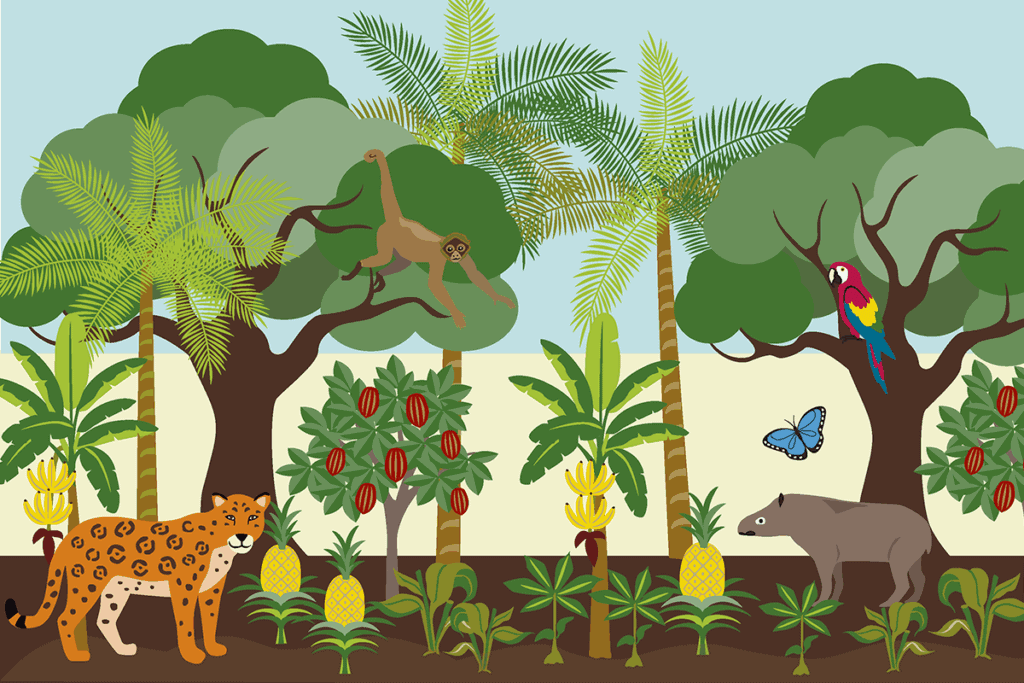 Illustration einer Agroforstwirtschaft