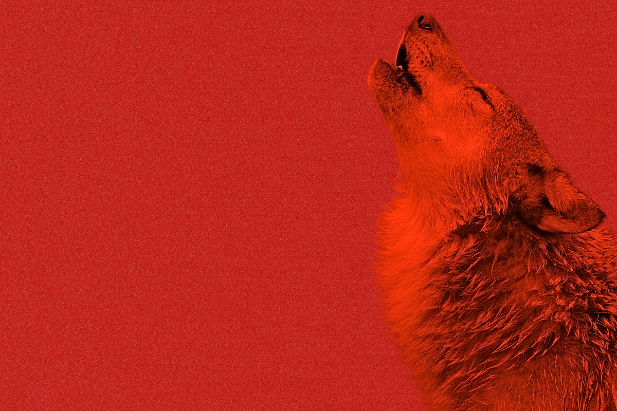 Wolf auf rotem Hintergrund