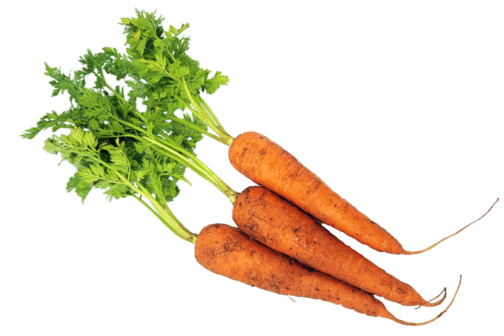 drei Karotten