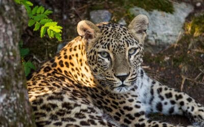 WWF: Persischer Leopard überwindet Grenzzaun zwischen Iran und Aserbaidschan