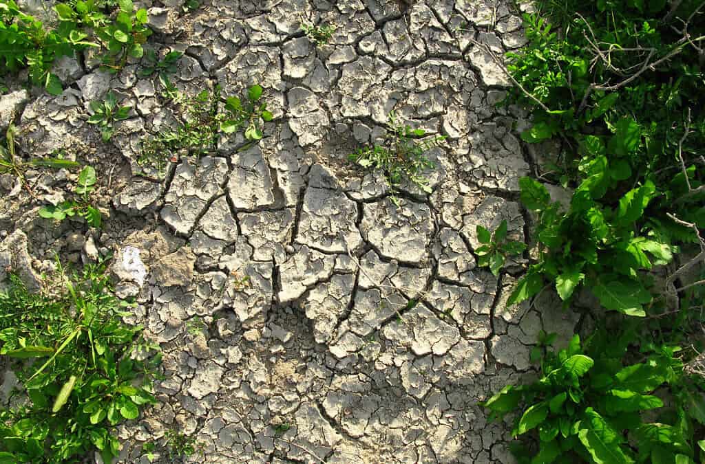 WWF fordert Sieben-Punkte-Plan gegen zunehmende Dürre