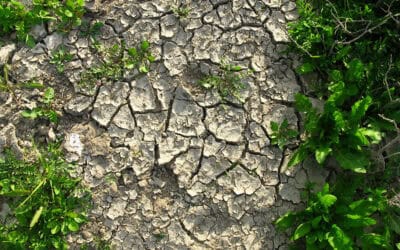 WWF fordert Sieben-Punkte-Plan gegen zunehmende Dürre