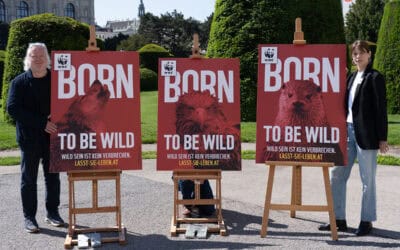 WWF: Mehr als 1.300 geschützte Tiere seit 2020 in Österreich getötet