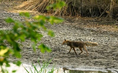 Wasserkrise in der Lobau: Eines der größten Gewässer erstmals im Frühjahr geteilt
