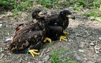 Wappentier im Aufwind: WWF weitet Seeadler-Monitoring aus
