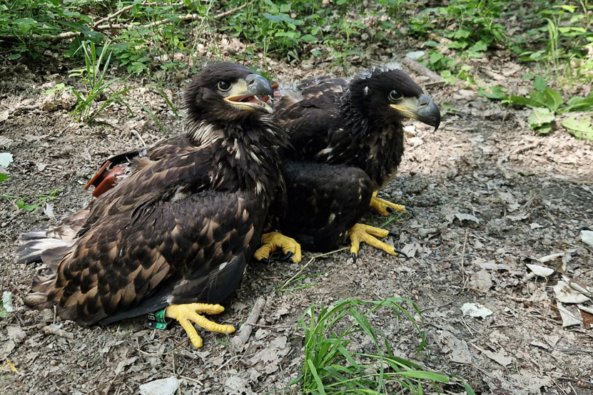 Wappentier im Aufwind: WWF weitet Seeadler-Monitoring aus