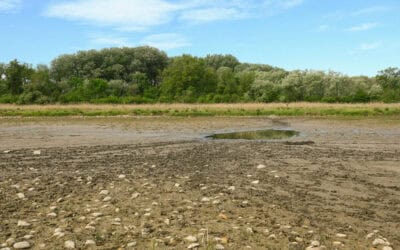 Dürre spitzt Lage zu: WWF warnt vor Austrocknung der Unteren Lobau