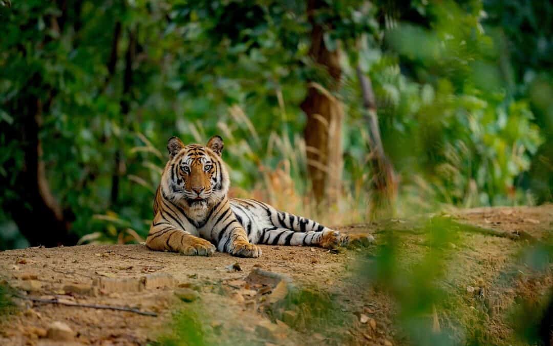WWF: Neue Hoffnung für den Tiger – Laos startet nationalen Aktionsplan zur Rückkehr der Großkatzen
