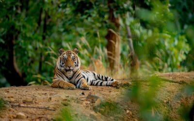 WWF: Neue Hoffnung für den Tiger – Laos startet nationalen Aktionsplan zur Rückkehr der Großkatzen