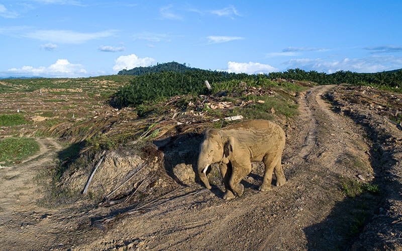 Asiatischer Elefant schutzlos auf einem Weg (c)Aaron Gekoski_WWF-US