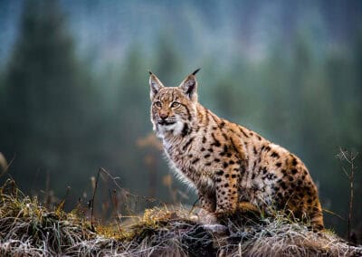 Luchs