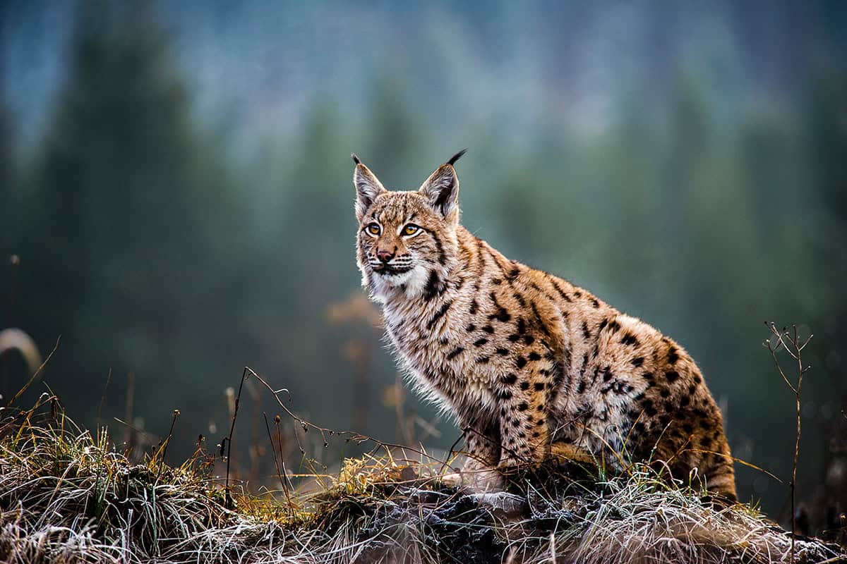 Luchs
