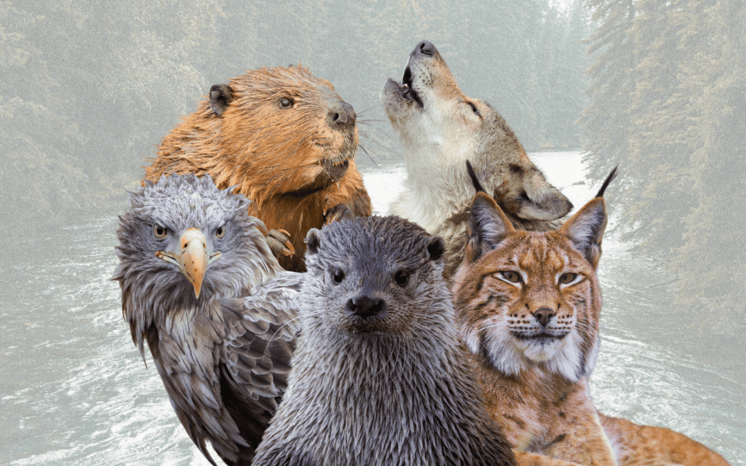 Die „Großen 5“ des WWF Österreich