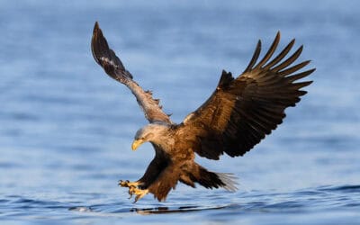 WWF-Erfolg: WWF weitet Monitoring von Seeadlern aus