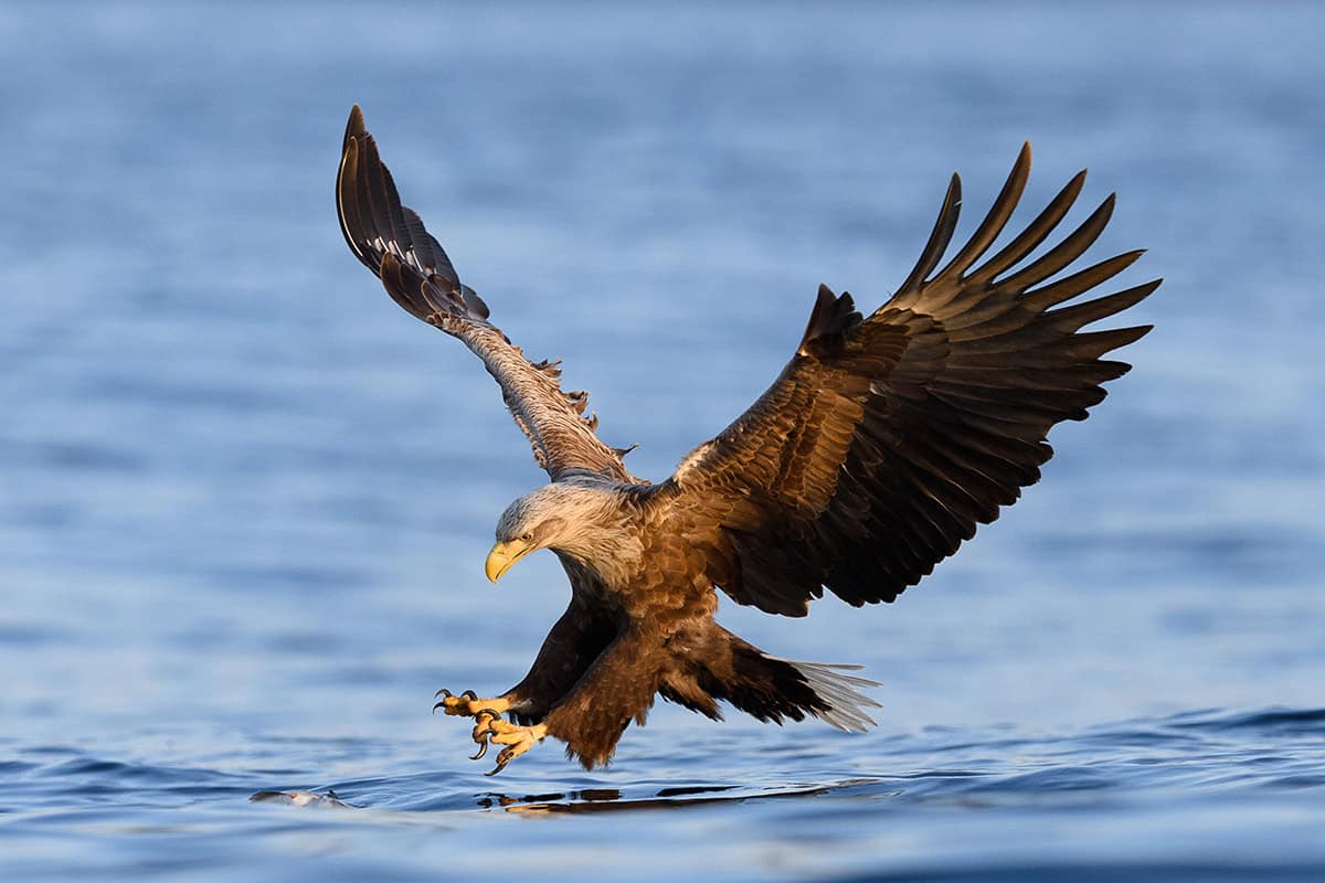 Seeadler