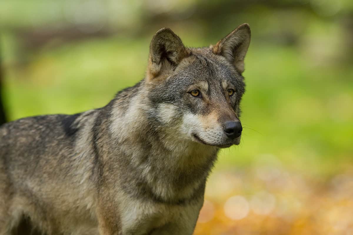 Wolf