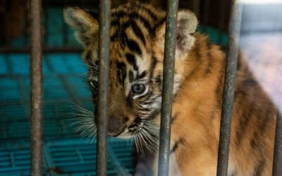 llegaler Tigerhandel: Neuer Report zeigt Schwächen in Südostasiens Justizsystemen