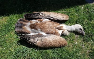Vergiftete Gänsegeier: Neue Spuren im Kärntner Giftfall