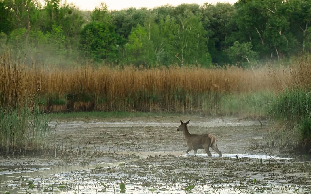 Wie die Trockenheit mit Österreichs Wasserkrise zusammenhängt