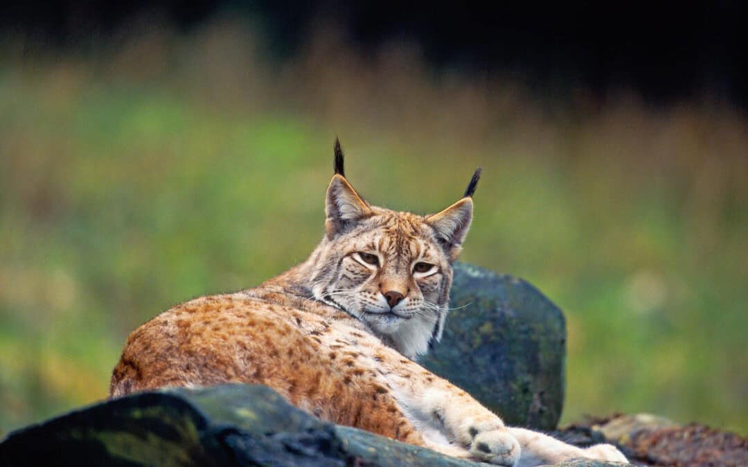 WWF: Österreichs Luchsbestand auf nur mehr rund 30 Tiere geschrumpft