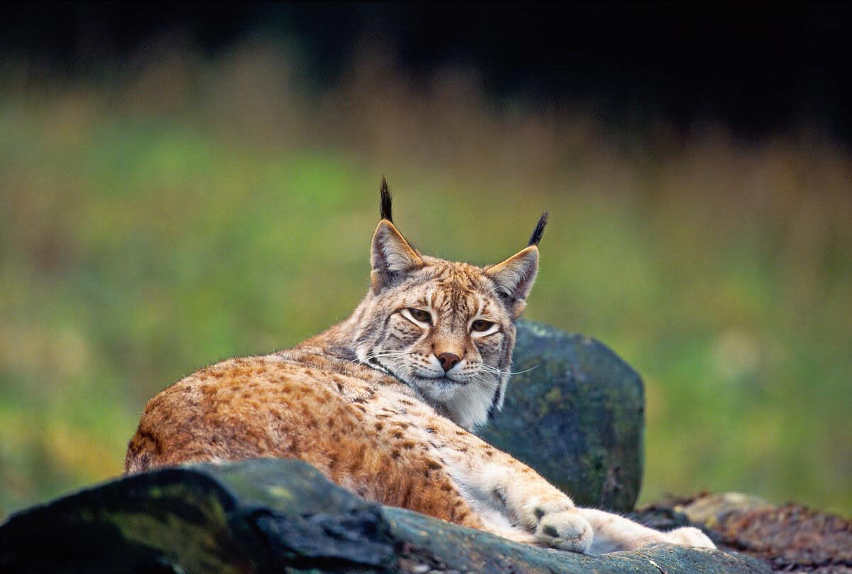 Europaeischer Luchs auf Steinen liegend