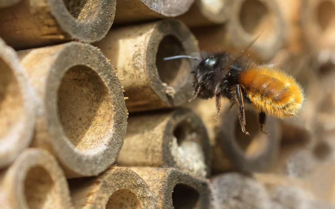 Nisthilfe für Wildbienen bauen