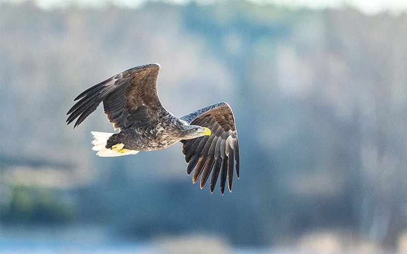 Seeadler
