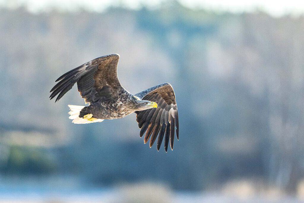 Seeadler