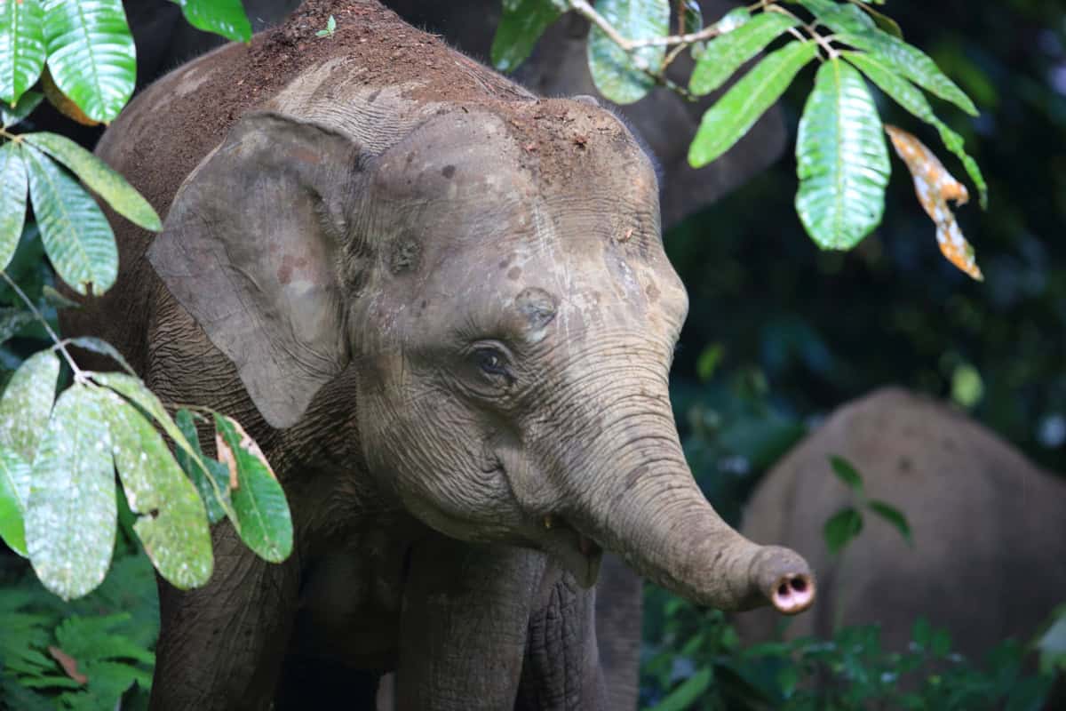 Kleiner Asiatischer Elefant schaut aus Blaettern hervor Kleiner Asiatischer Elefant schaut aus Blaettern hervor