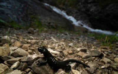 WWF warnt vor Tabubruch im Lech-Schutzgebiet