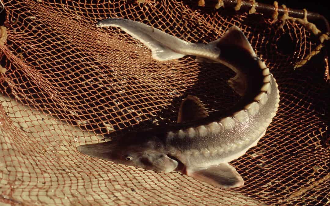 WWF-Studie: Massiv gefährdete Donaustöre beinahe täglich Opfer von Wildtierkriminalität