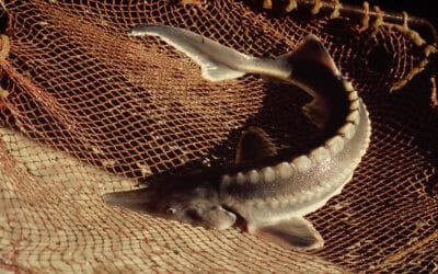 WWF-Studie: Massiv gefährdete Donaustöre beinahe täglich Opfer von Wildtierkriminalität