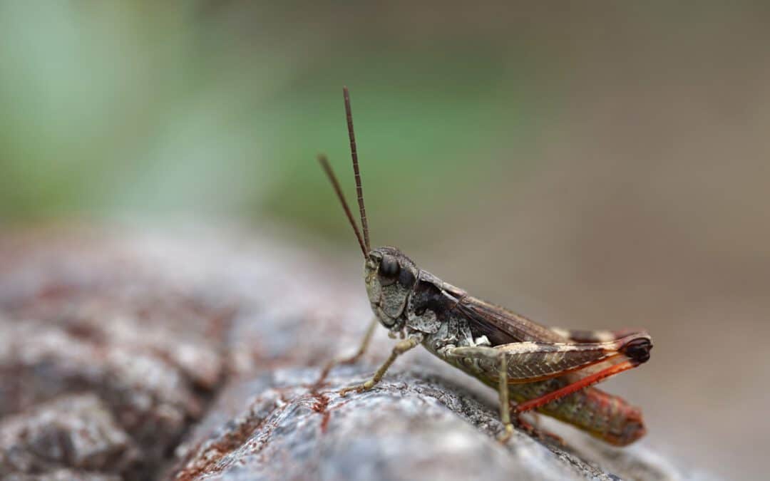 WWF-Untersuchung: Wildfluss-Heuschrecken am Tiroler Inn verschwunden