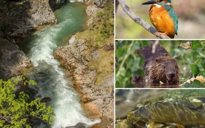 WWF startet erstmals Wahl zu Österreichs Fluss des Jahres