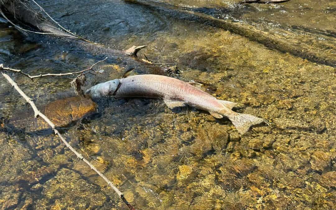 Hitzewelle: Stark gefährdete Huchen in der Pielach verendet