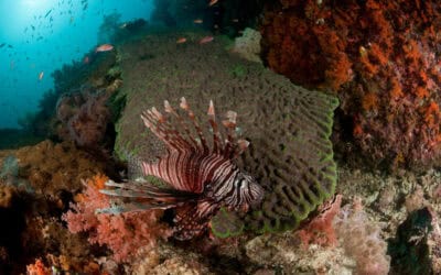 Invasive Arten im Mittelmeer: WWF warnt vor Folgen für Artenvielfalt, Fischerei und Tourismus