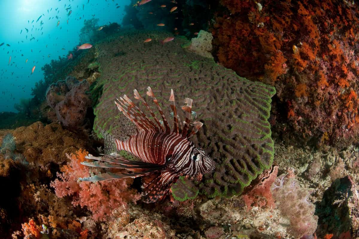 Lionfish in the reef