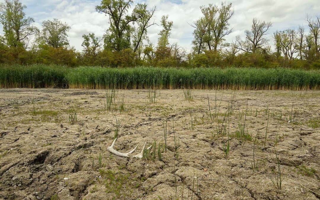 Wasserkrise und Tiersterben: WWF fordert Krisengipfel zur Rettung der Unteren Lobau