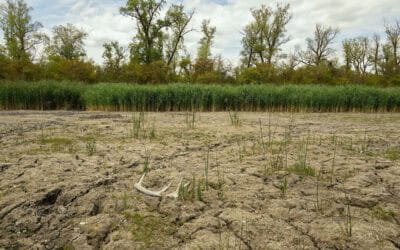 Wasserkrise und Tiersterben: WWF fordert Krisengipfel zur Rettung der Unteren Lobau