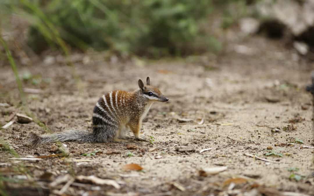 WWF zur Roten Liste: Artensterben reicht von der Tiefsee bis in die Wüste