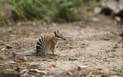 WWF zur Roten Liste: Artensterben reicht von der Tiefsee bis in die Wüste