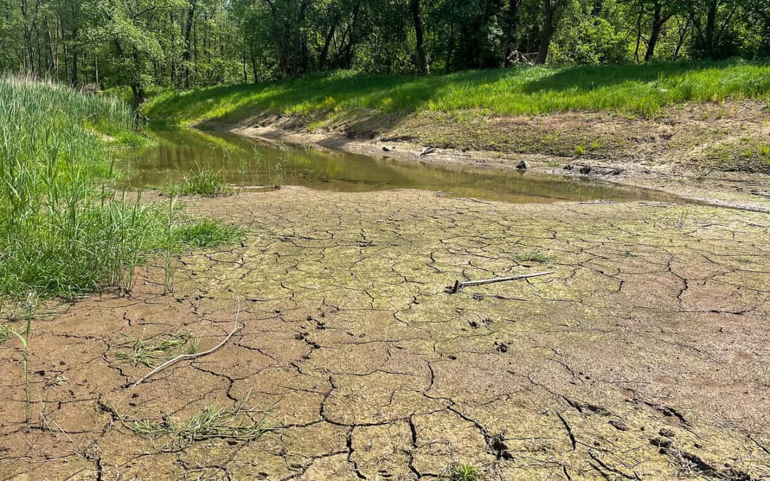 WWF warnt: Viele Flüsse gehen mit Niedrigwasser in den Hochsommer